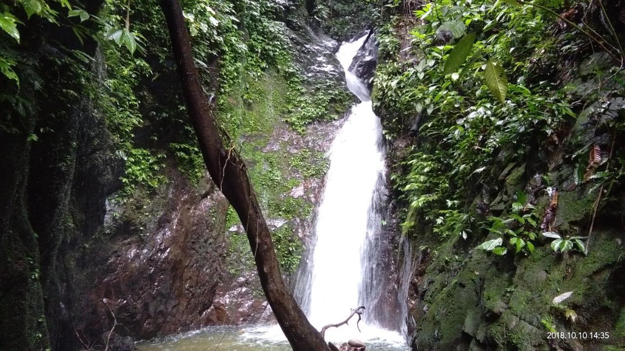 Green Forest Tangkahan Экстерьер фото